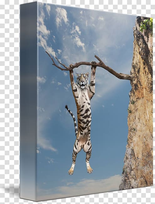 Ocelot Tiger Cat Gallery wrap Canvas, hang in there transparent background PNG clipart