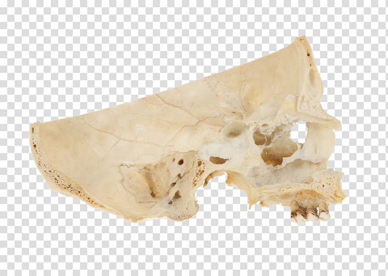Skull Bone Human skeleton Maxilla Organ, skull transparent background PNG clipart