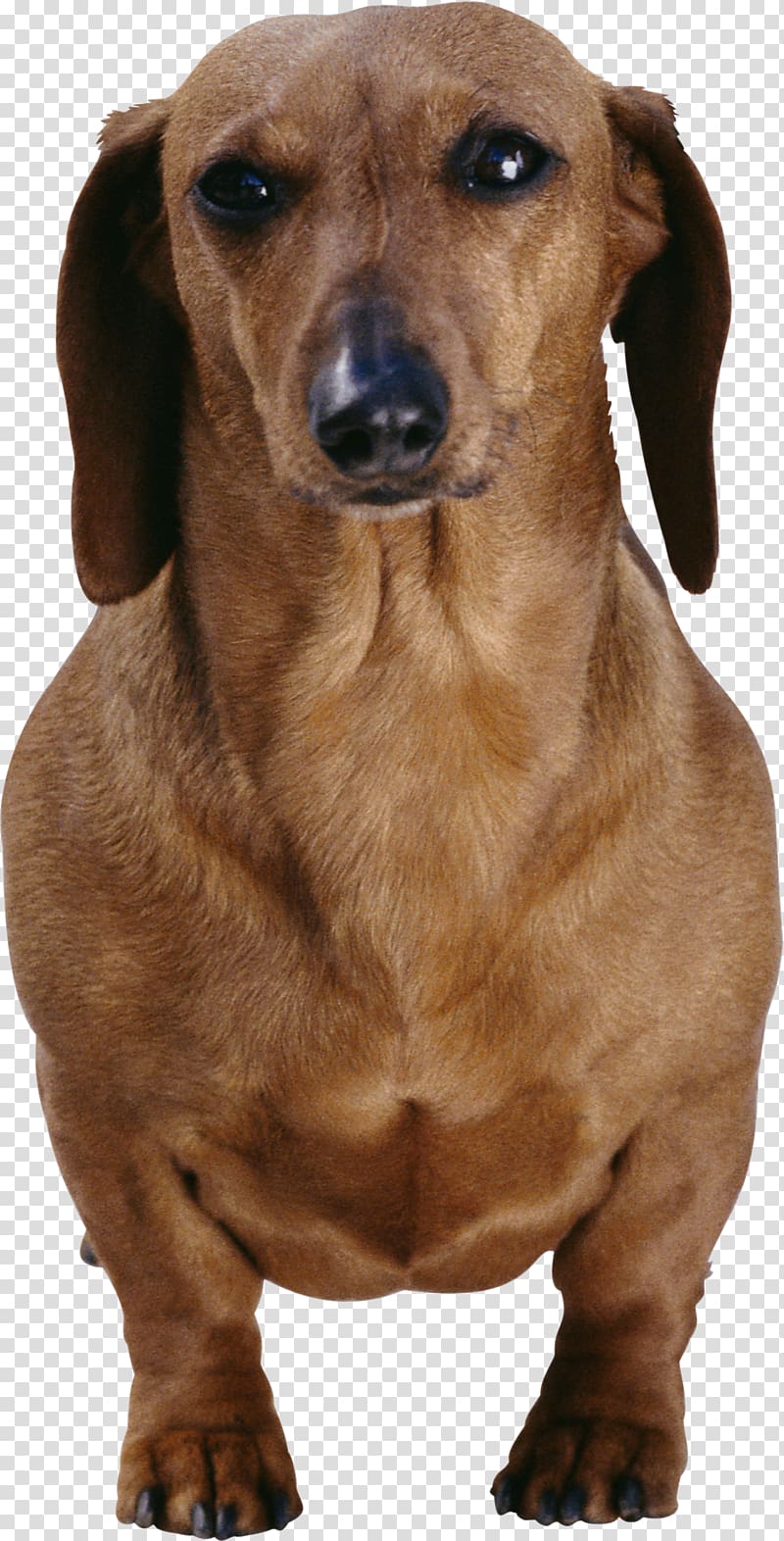 Dachshund Longdog Cat Dog breed Pet, allergy transparent background PNG clipart
