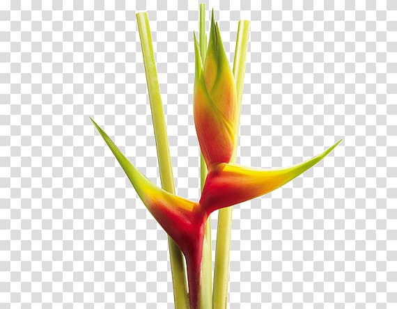 Heliconia bihai Flower Heliconia wagneriana Colombia Heliconia psittacorum, Heliconia transparent background PNG clipart