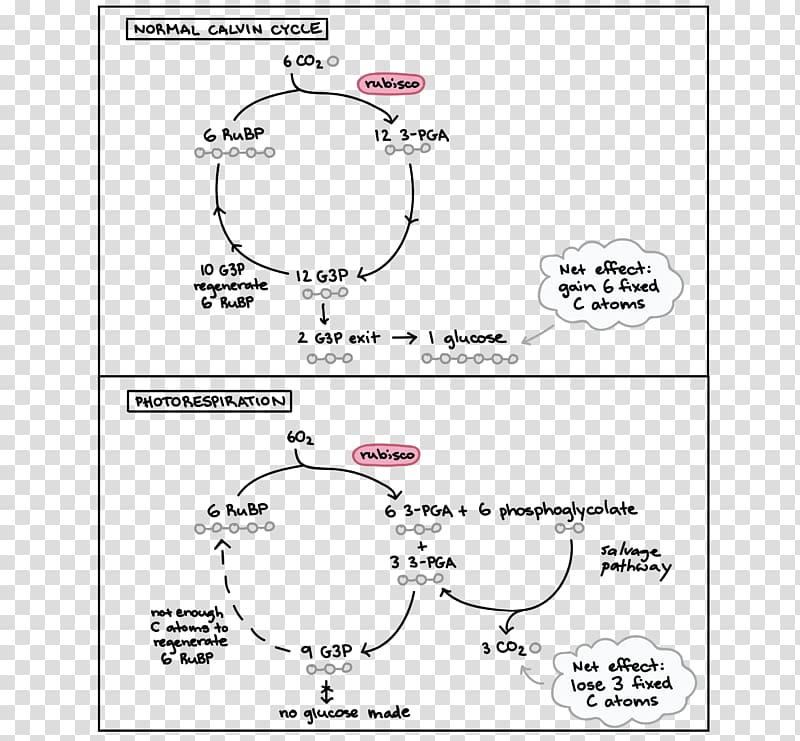 respiration C3 carbon fixation C4 carbon fixation synthesis Calvin cycle, artificial respiration transparent background PNG clipart