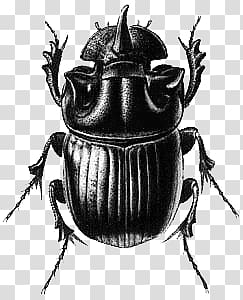 black ox beetle, Beetle Black Illustration transparent background PNG clipart