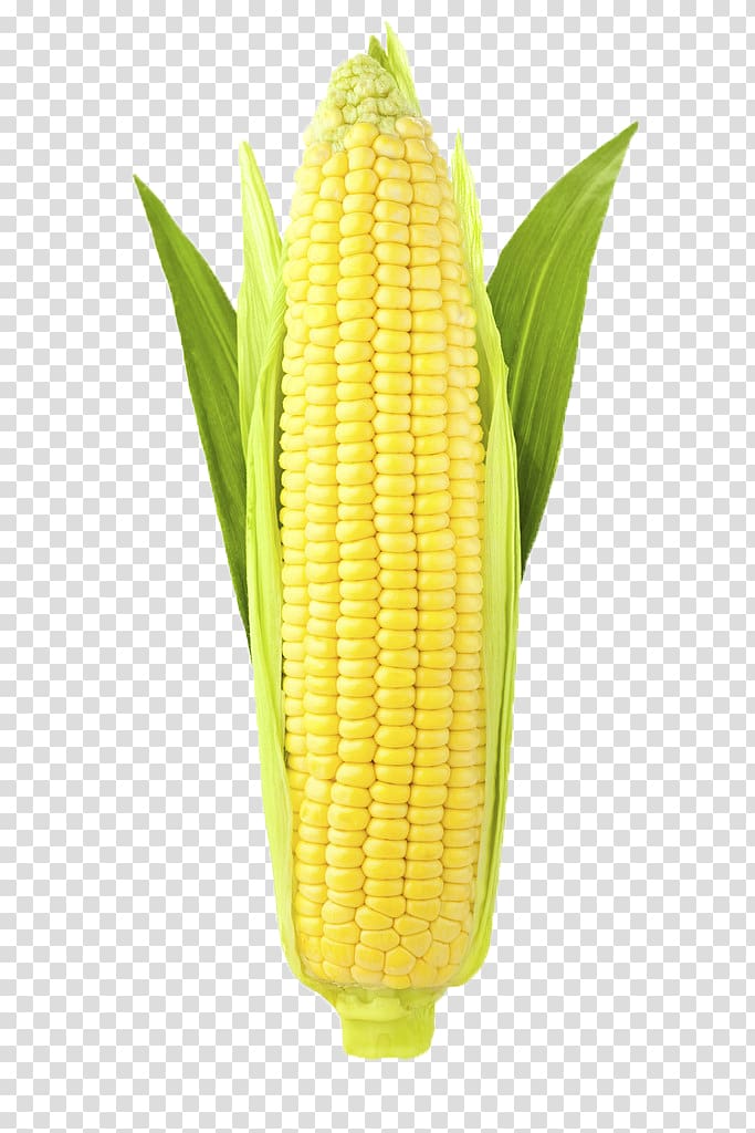 Corn on the cob Ear Corncob Sweet corn, corn transparent background PNG clipart