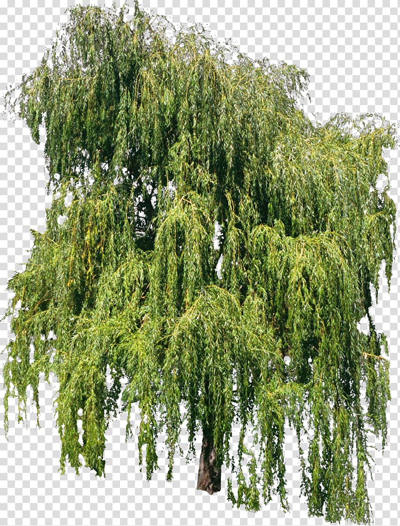 Tree Willow Voirie Plant Profil en travers, Bush transparent background PNG clipart