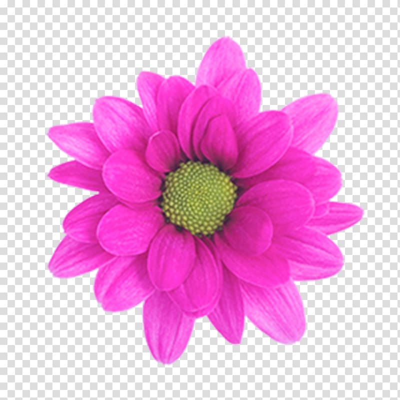 Chrysanthemum Purple Magenta Pink, chrysanthemum transparent background PNG clipart