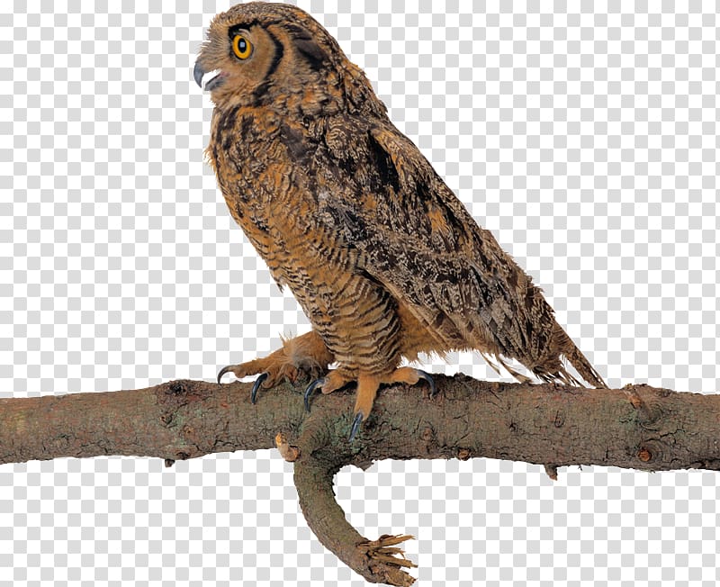 Tawny owl Bird Bald Eagle Great Horned Owl, owl transparent background PNG clipart
