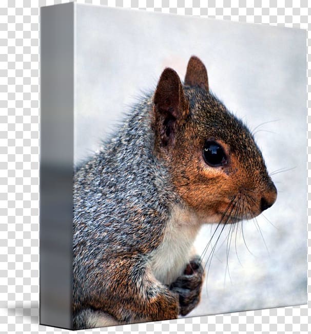 Fox squirrel Eastern gray squirrel Western gray squirrel Animal, squirrel transparent background PNG clipart