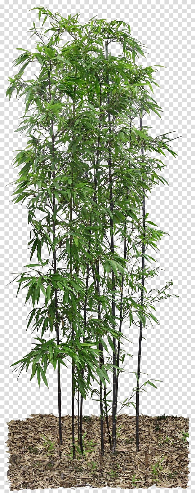 bamboo leaves transparent background PNG clipart