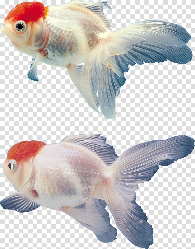 Goldfish Aquarium , VK transparent background PNG clipart