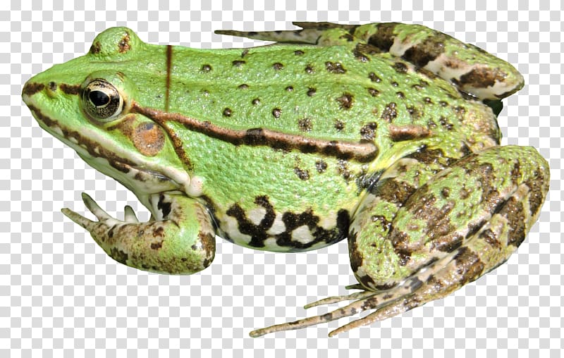 American bullfrog Toad Terrestrial animal Tree frog, Frog transparent background PNG clipart