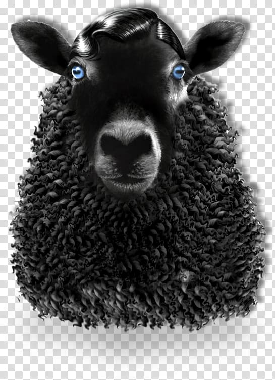 Black sheep AFM International Independent Film Festival, black sheep transparent background PNG clipart