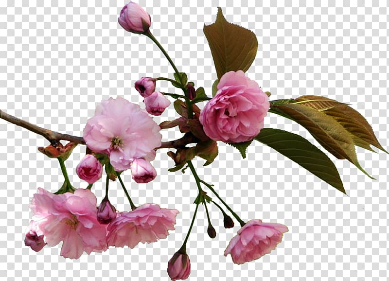 Cherry blossom Flower Information Drawing , cherry blossom transparent background PNG clipart