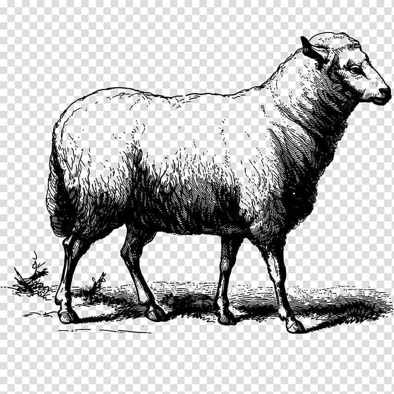 Sheep Goat Drawing, clarabelle cow transparent background PNG clipart