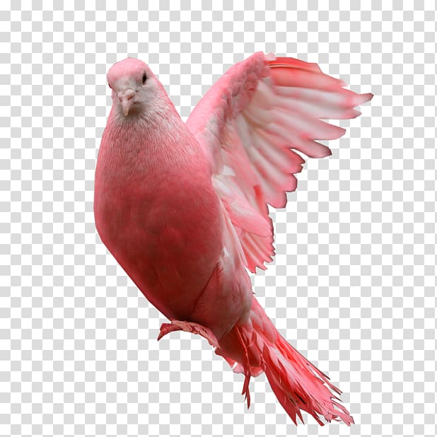 Columbidae Pink pigeon , others transparent background PNG clipart