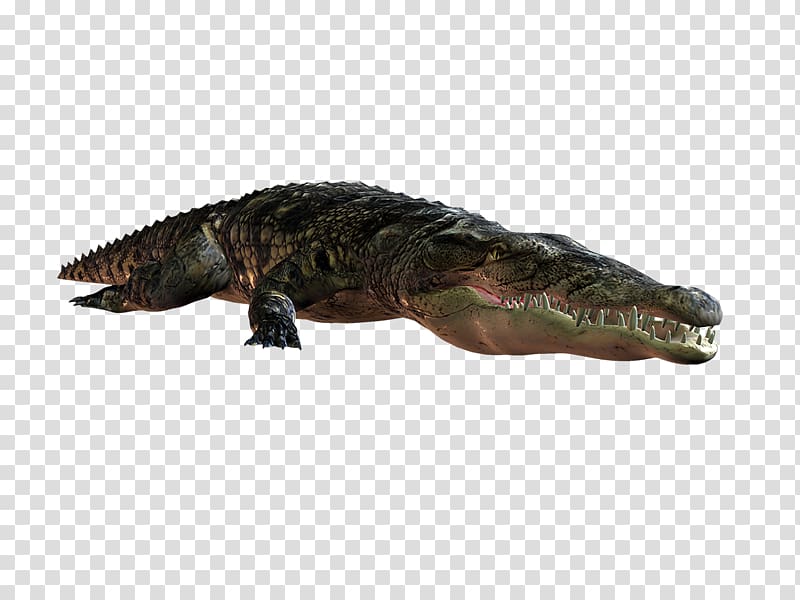 Nile crocodile American alligator Terrestrial animal, crocodile transparent background PNG clipart