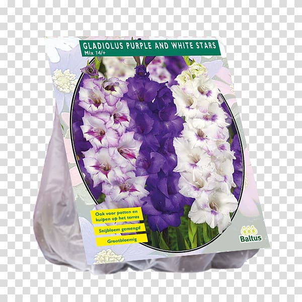 Cut flowers Gladiolus Bulb Purple, gladiolus transparent background PNG clipart