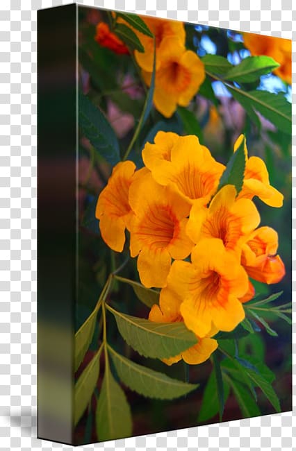 Edible canna Violet Annual plant Wildflower Family, yellow Tree transparent background PNG clipart