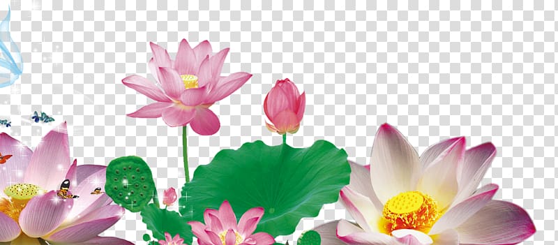 Nelumbo nucifera Petal Google Raster graphics, Brilliant lotus transparent background PNG clipart