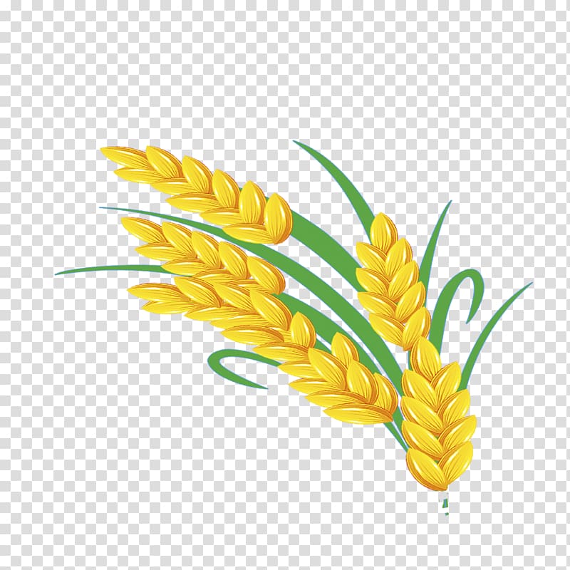 Wheat, Golden wheat transparent background PNG clipart