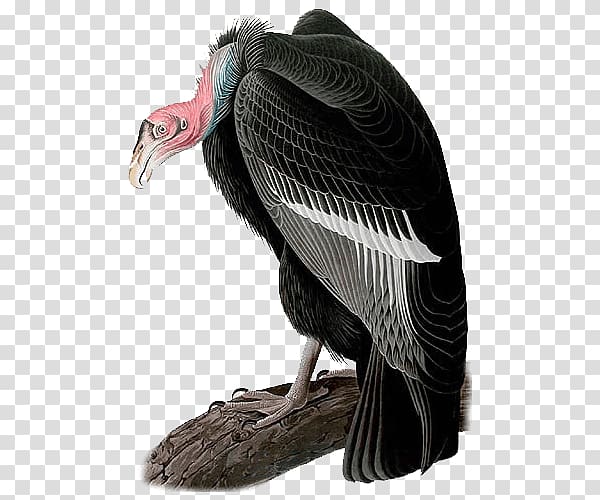 The Birds of America California condor National Audubon Society, Bird transparent background PNG clipart
