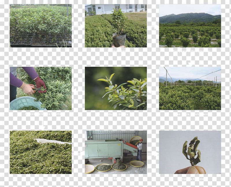 Tea Common guava Taiwan Plantation, compendium of materia medica transparent background PNG clipart