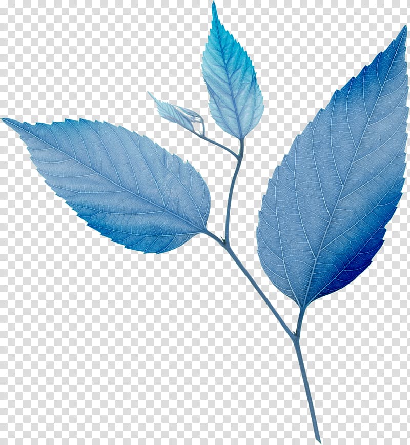 Leaf Blue Green, Leaf transparent background PNG clipart