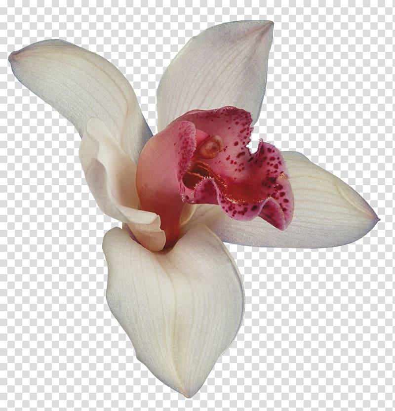 Orchids Flower Petal , orchids transparent background PNG clipart