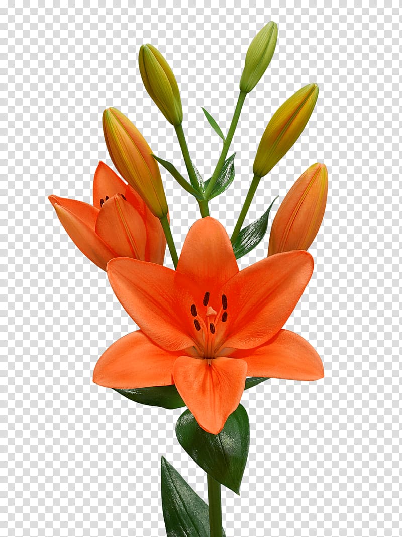 Lilium bulbiferum Cut flowers Lilium regale Lilium candidum, orange flower transparent background PNG clipart