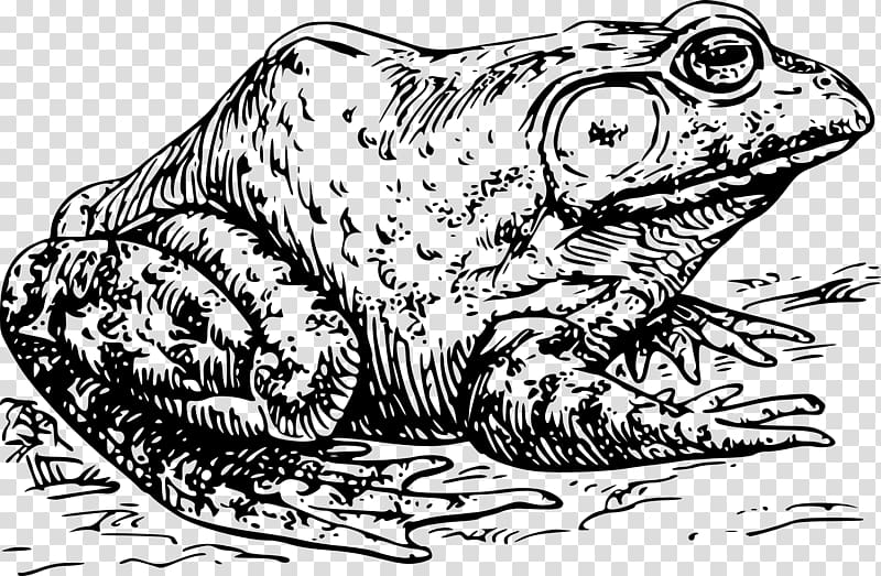 American bullfrog , toadblackandwhite transparent background PNG clipart