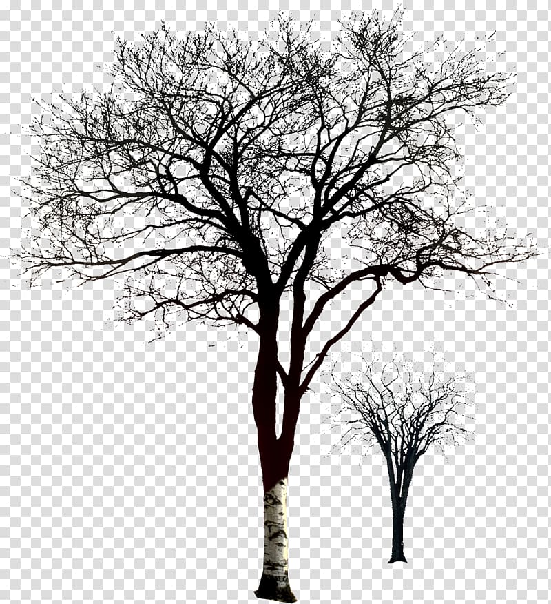 withered,no leaf transparent background PNG clipart