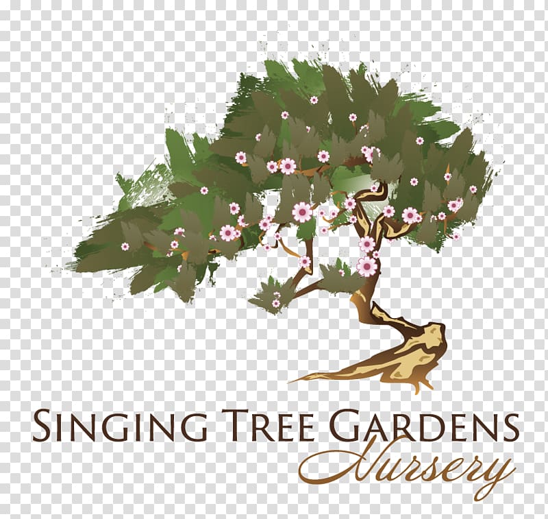 Tree Garden Mediterranean cypress Conifers Nursery, tree transparent background PNG clipart