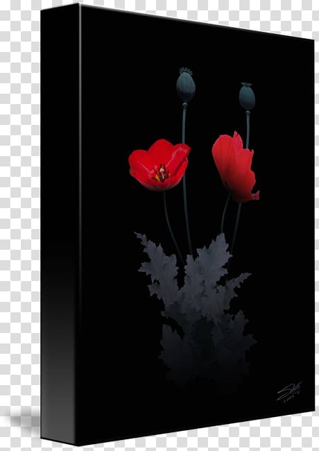 Still life The Poppy Family, Opium poppy transparent background PNG clipart