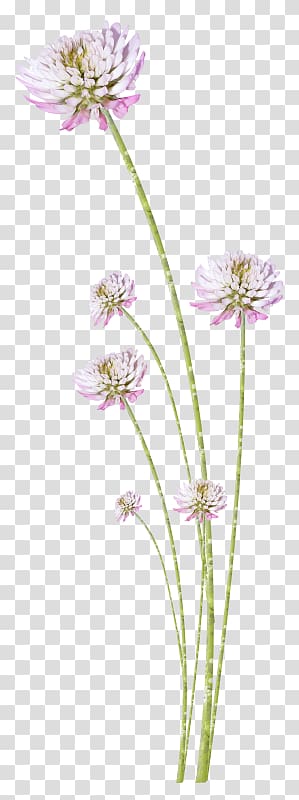 s of beautiful flowers flowers material transparent background PNG clipart