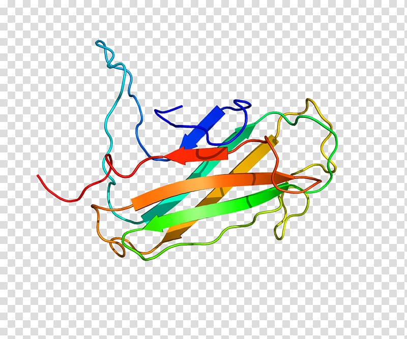 Lymphocyte antigen 96 TLR4 Protein Toll-like receptor Endotoxin, others transparent background PNG clipart