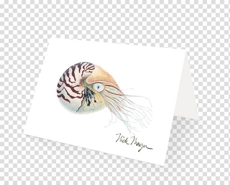 Nautilidae Chambered nautilus California two-spot octopus Argonaut, shell watercolor transparent background PNG clipart