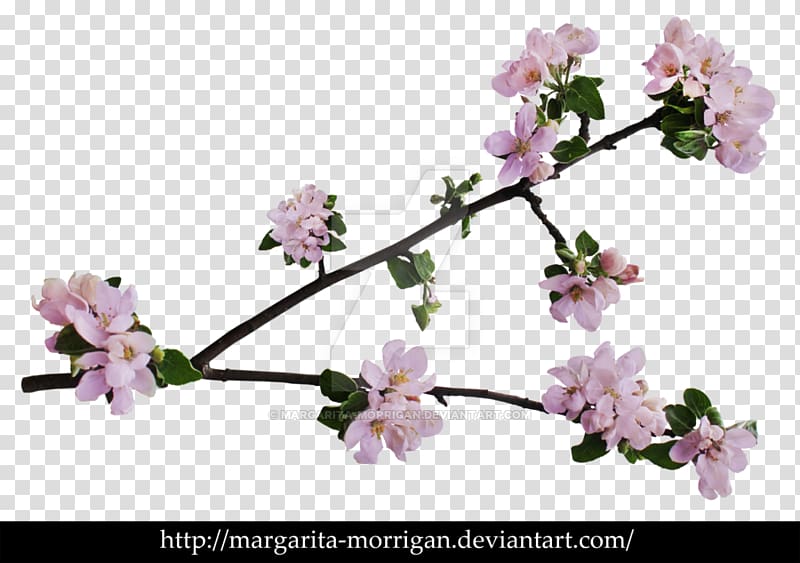 Branch of apple blossoms Cherry blossom Flower, BLOSSOM transparent background PNG clipart