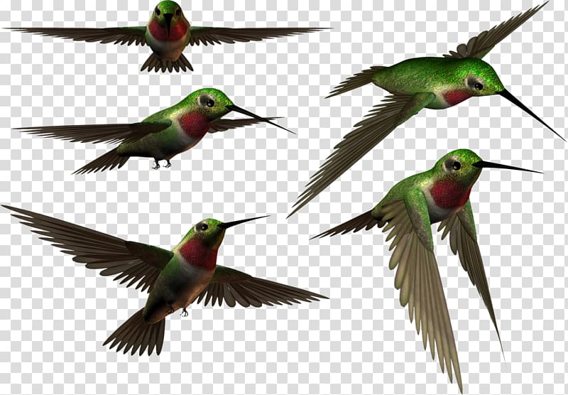 Hummingbird transparent background PNG clipart