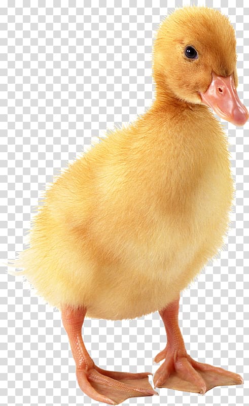 Domestic duck Bird Goose, ducks with duckling transparent background PNG clipart