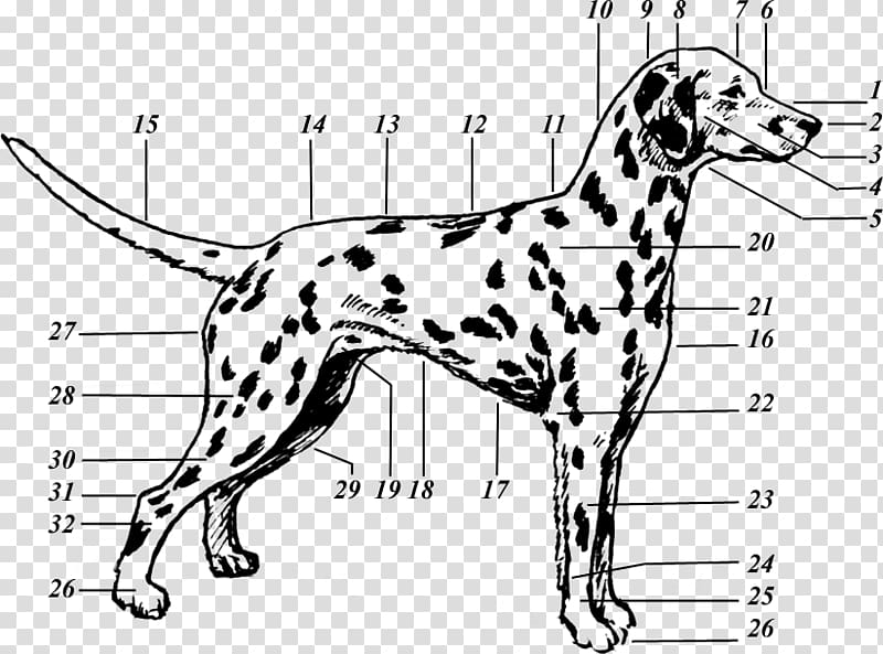 Dalmatian dog Drawing Puppy The 101 Dalmatians Musical Canine terminology, puppy transparent background PNG clipart