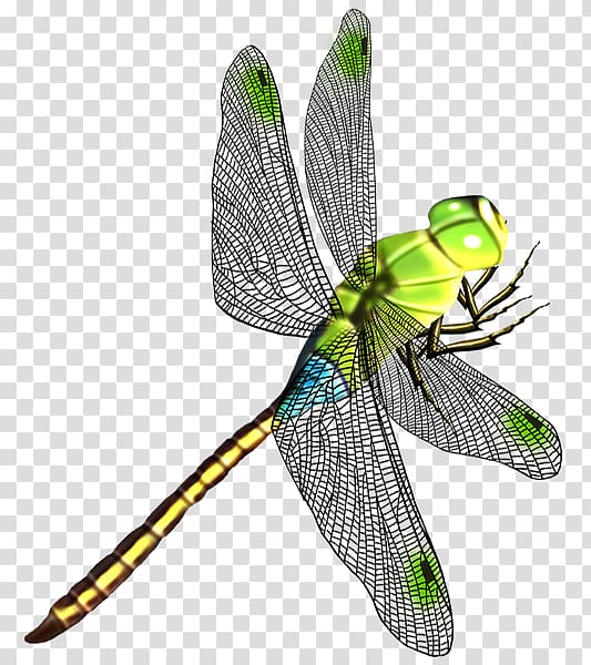 green dragonfly , Dragonfly Butterfly Insect Wing, dragonfly transparent background PNG clipart