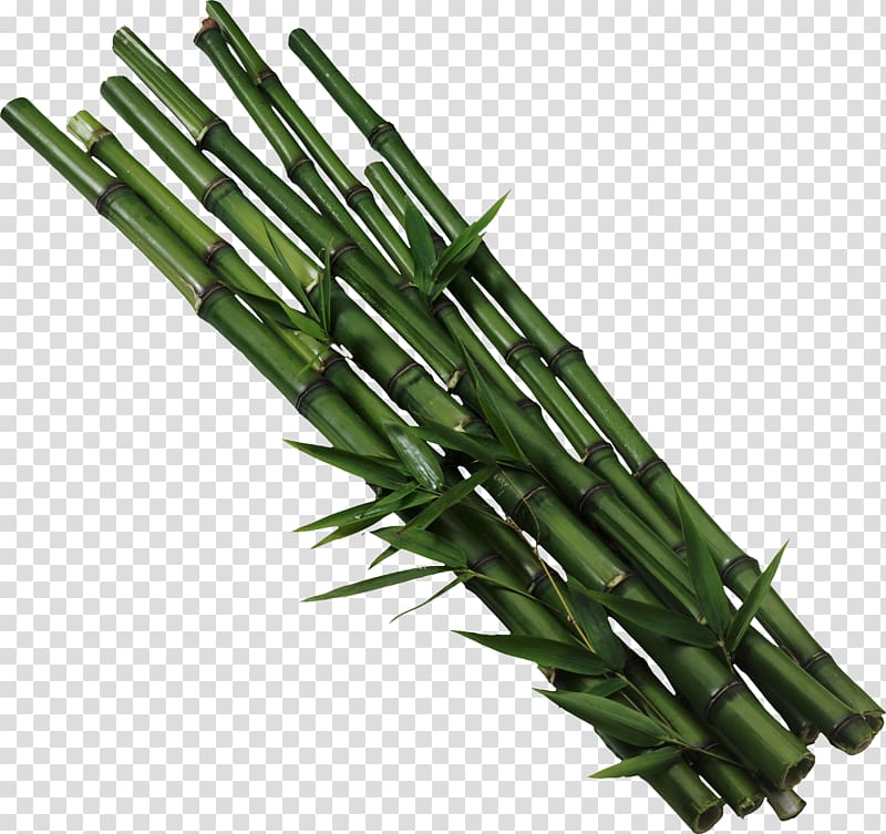 Bamboo transparent background PNG clipart