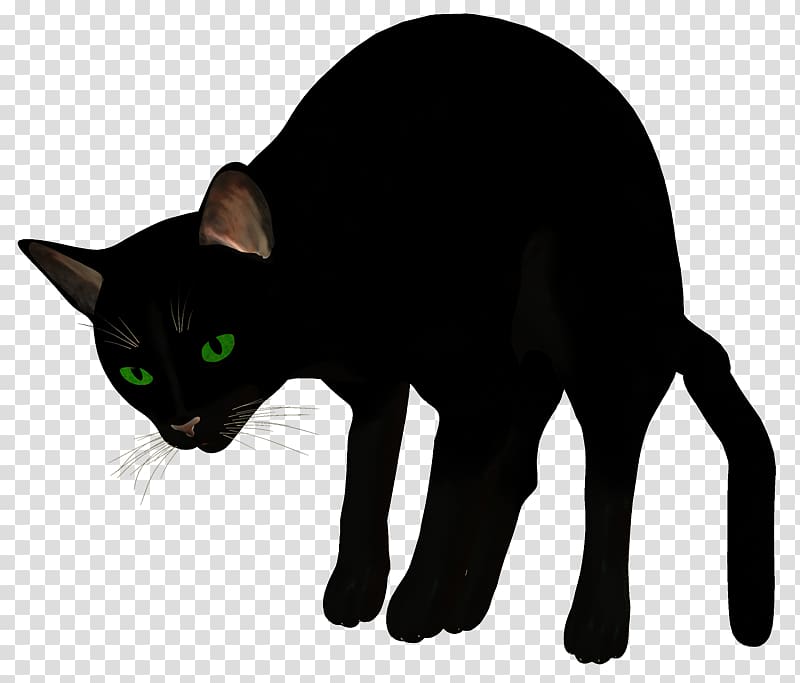 Havana Brown Korat Burmese cat Manx cat Whiskers, Nl transparent background PNG clipart