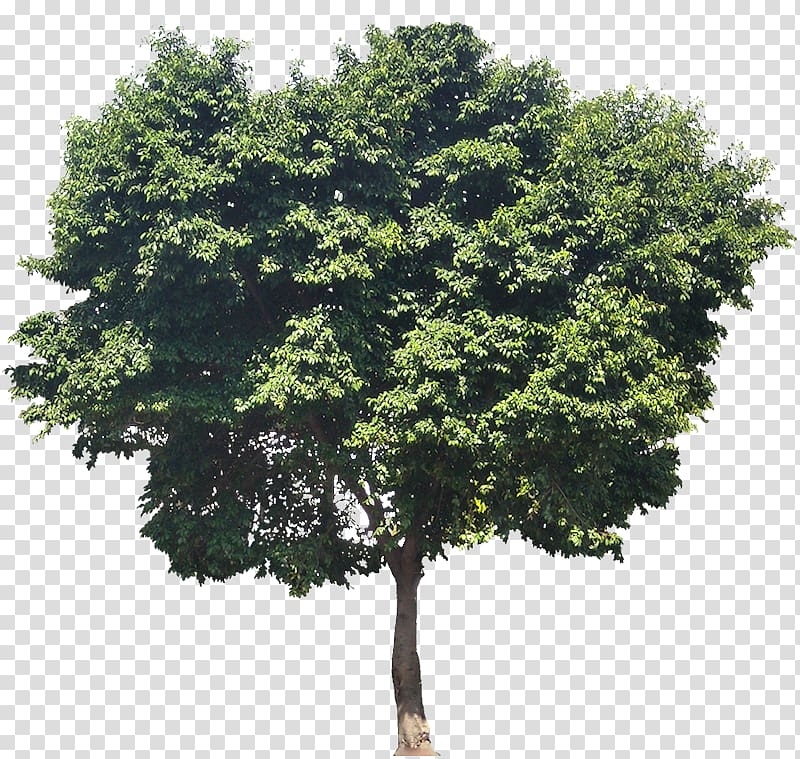 Weeping fig Ficus rubiginosa Common fig Tree Plant, fig transparent background PNG clipart