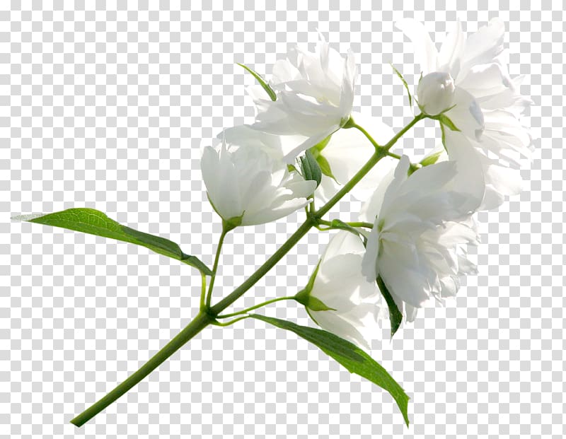 white petaled flowers with green leaves, Flower White , White Flower transparent background PNG clipart