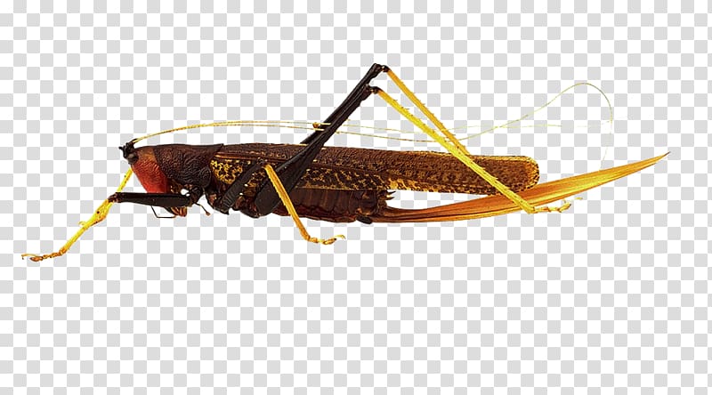 Insect Locust Respiratory system Caelifera Grasshopper, Grasshopper transparent background PNG clipart