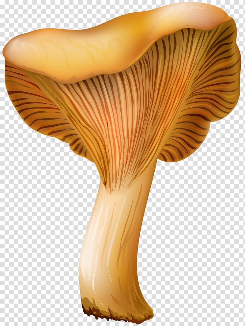 картинки грибов без фона