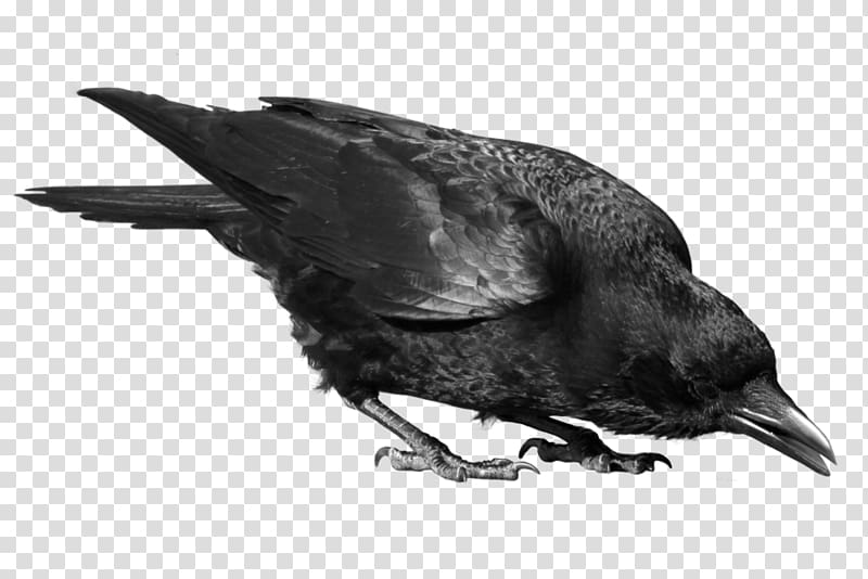Crows , Black Crow transparent background PNG clipart