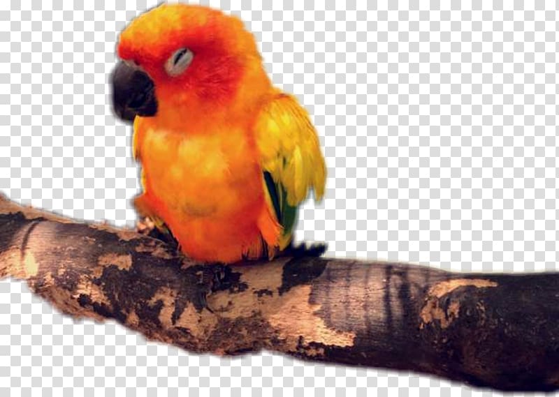 Budgerigar Lovebird Loriini Parakeet, Logan Paul transparent background PNG clipart