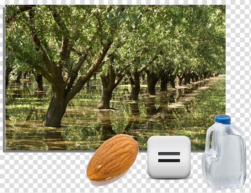 Almond California Tree Irrigation Water, almond transparent background PNG clipart