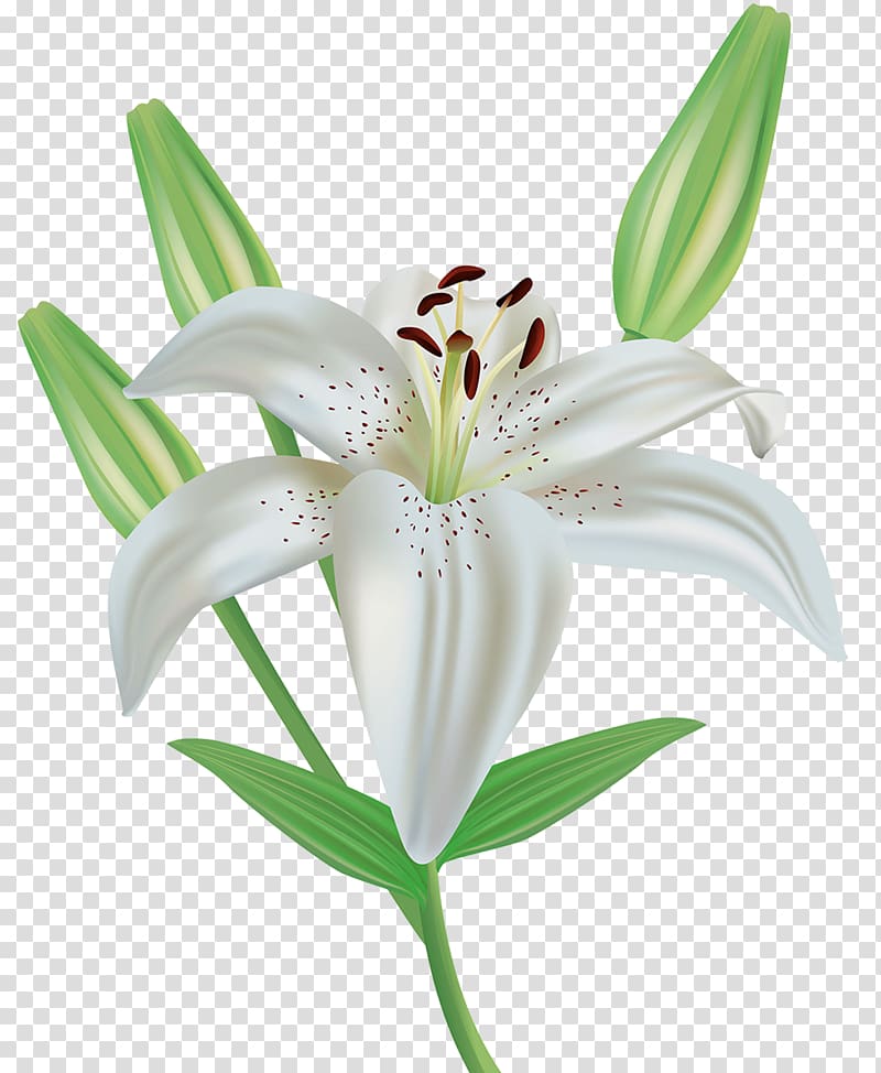 white lily art, Easter lily Flower Lilium candidum , A lily transparent background PNG clipart